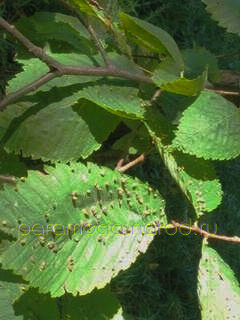  галлы насекомых на листьях вяза 
