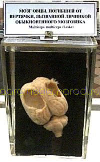  Мозг овцы, погибшей от вертячки, вызванной личинкой обыкновенного мозговика. Зоологический музей, СПб 